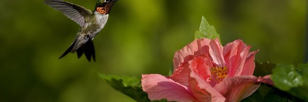 Hibiskus, Kwiat, Koliber