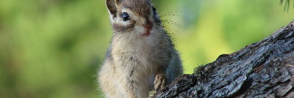 Drzewo, Chipmunk, Wiewiórka