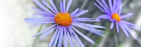 Aster