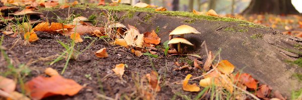 Suche, Grzybki, Liście, Park, Korzeń