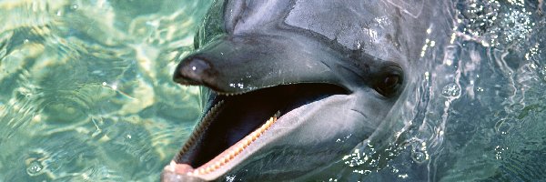 Woda, Ząbki, Delfin