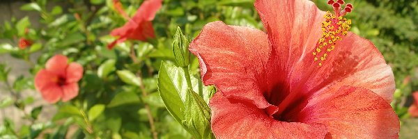 Hibiskus, Liście, Kwiaty