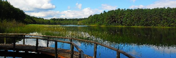 Lato, Pomost, Szuwary, Jezioro