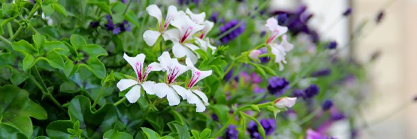 Lawenda, Pelargonie, Białe