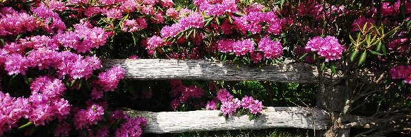 Rododendron, Płotek