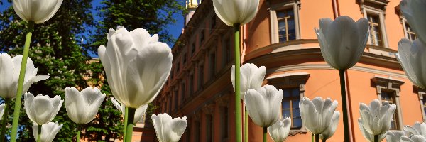 Budynek, Tulipany, Białe