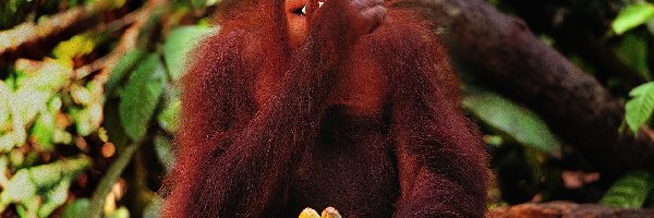 Banany, Orangutan, Małpa