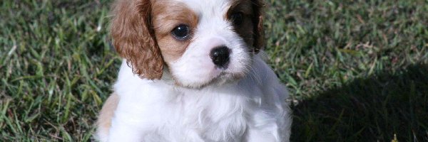 Cavalier King Charles spaniel, mały