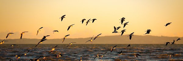 Ptaki, Zachód Słońca, Morze