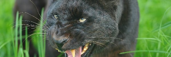 Pantera, Czarna