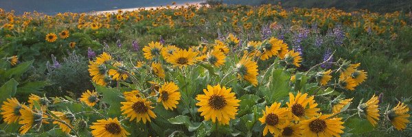 Kwiaty, Rzeka, Rezerwat przyrody, Żółte, Stany Zjednoczone, Góry Kaskadowe, Columbia River, Łubin, Columbia River Gorge, Balsamorhiza, Zachód słońca, Stan Waszyngton, Łąka