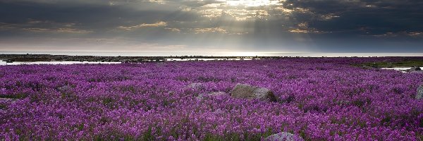 Fireweed, Ognisty, Kwitnący, Hudson Bay, Chwast