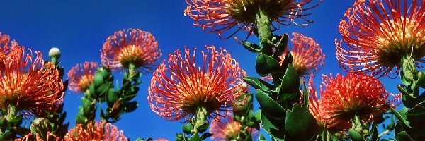 Protea, Kwiat, Egzotyczny
