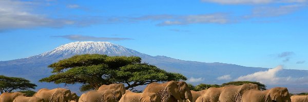 Góry, Baobab, Słonie