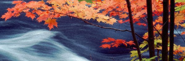 Jesień, Gałęzie, Rzeka, Liście, Kolorowe