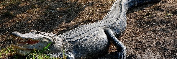 Krokodyl, Rozlewisko