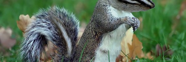 Chipmunk, Biały, Szaro