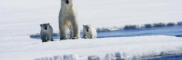 Polarne, Niedźwiedzie