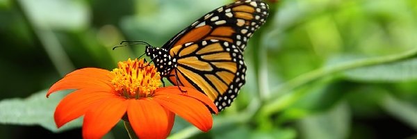 Monarcha, Motyl, Kolorowy