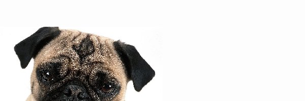 Mops, Pies, Młody