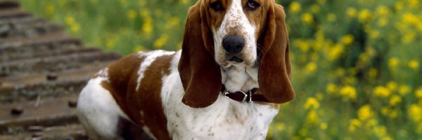 Obroża, Basset Hound