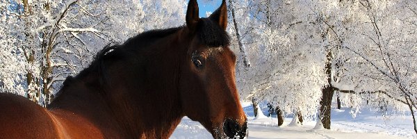 Zima, Język, Koń