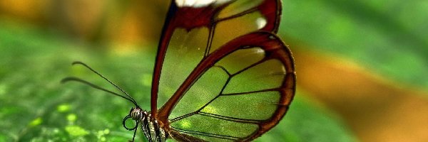 Motyl, Liść