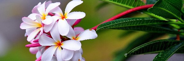 Plumeria, Kwiat