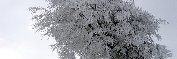 Ośnieżone, Śnieg, Drzewa, Zima