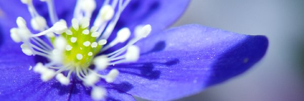 Pręciki, Kwiat, Niebieski