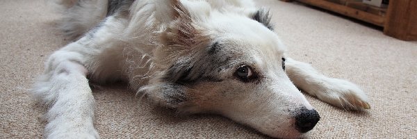 Dywan, Border Collie