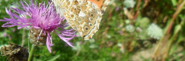 Rusałka, Oście, Na, Motyl