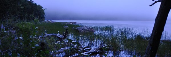 Roślinność, Park Narodowy Acadia, Jezioro, Mgła, Stan Maine, Stany Zjednoczone