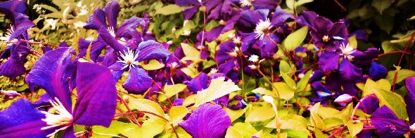 Fioletowy, Clematis, Powojnik