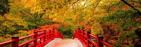 Drzewa, Most, Czerwony, Jesień