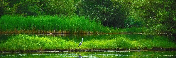 Szuwary, Las, Czapla, Jezioro