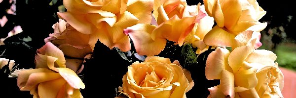 Róż, Żółtych, Bukiet
