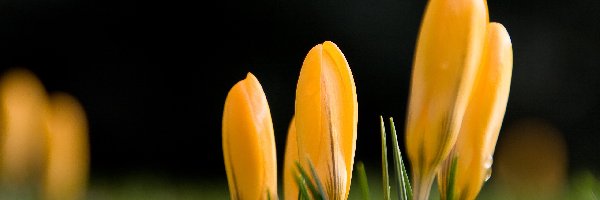 Wiosna, Krokusy, Żółte