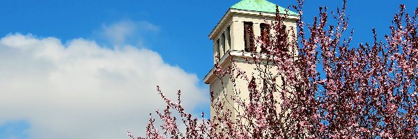 Kościoła, Drzewo, Kwitnące, Wieża