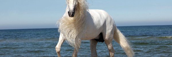 Koń, Morze, Grzywa, Biały