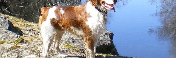 Woda, Skała, Spaniel