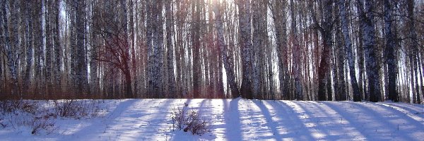 Śnieg, Promienie Słońca, Las