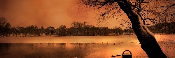 Drzewo, Ławka, Jezioro