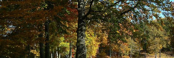 Staw, Park, Jesień