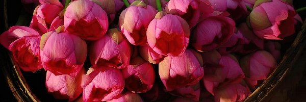 W Koszyku, Tulipany