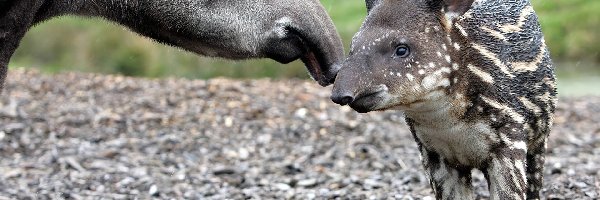 Małe, Tapir