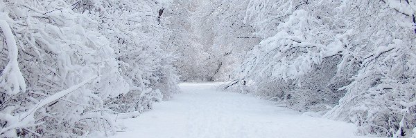 Śniegiem, Pokryte, Krzewy