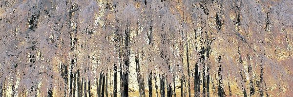 Ośnieżone, Zima, Drzewa, Las