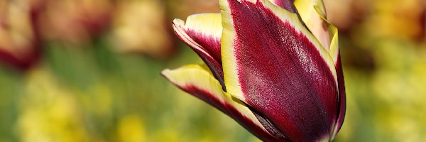 Tulipan, Żółty, Czerwono