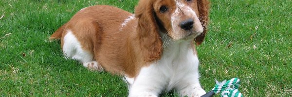 trawa, zielona, Springer spaniel walijski